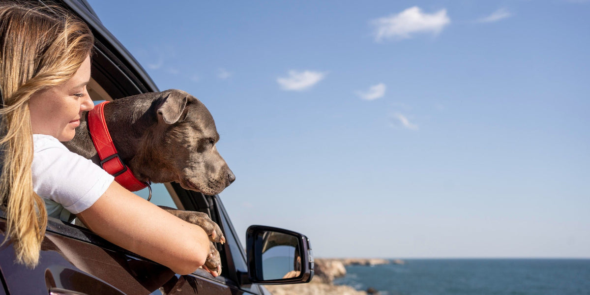 A Guide for Traveling with Your Pet in Alanya