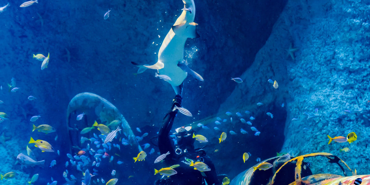 All About Abu Dhabi National Aquarium: Ticket Prices, Location, How To Reach