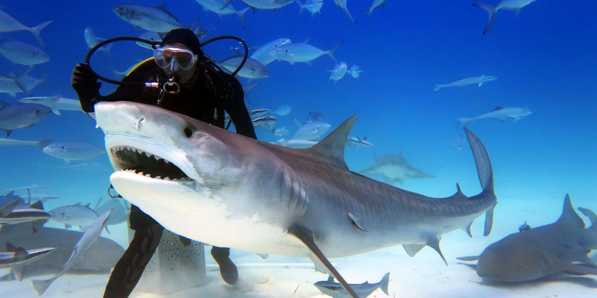 Everything You Should Know Before Visiting Dubai Aquarium and Underwater Zoo!