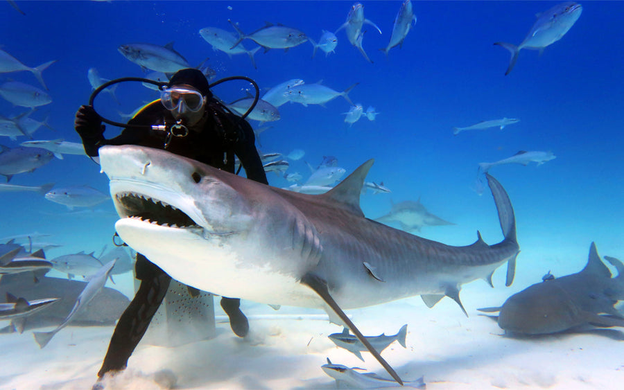 Alles, was Sie wissen müssen, bevor Sie das Dubai Aquarium and Underwater Zoo besuchen!