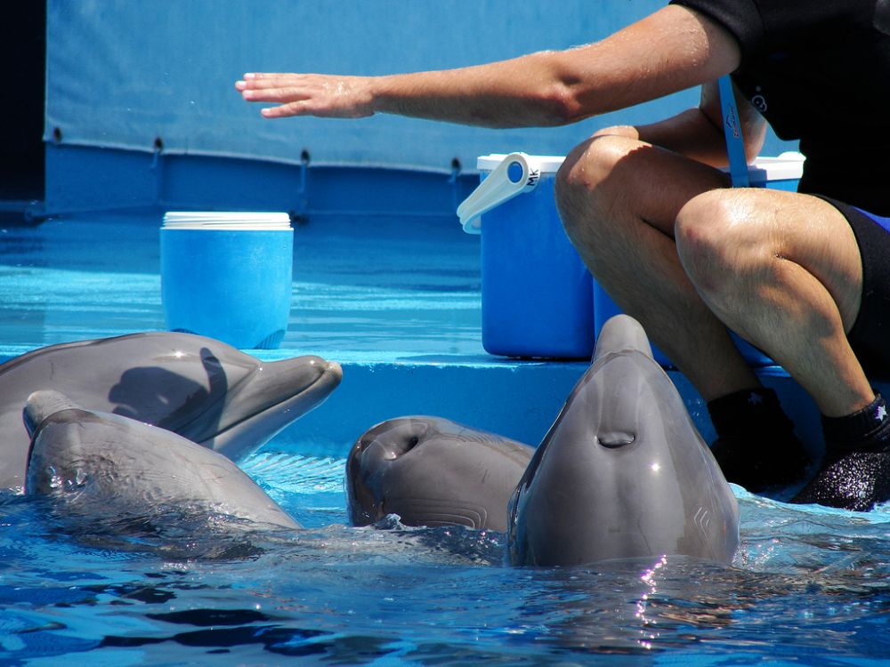 Плавание с дельфинами в Бодруме