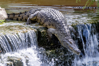  Nile crocodile (Crocodylus niloticus)