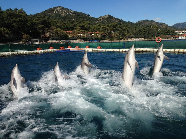 Swimming with Dolphins Adventure in Bodrum