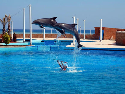 Side Dolphin Show - Tripventura