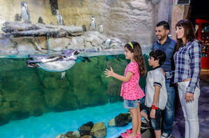 Ser på pingviner i Dubai Aquarium & Underwater Zoo