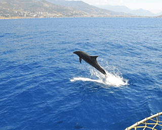 Dolphine swimming out of the water