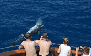 People watching a dolphin swim in the ocean