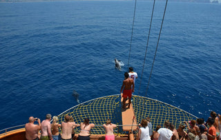 People watching a dolphin swim