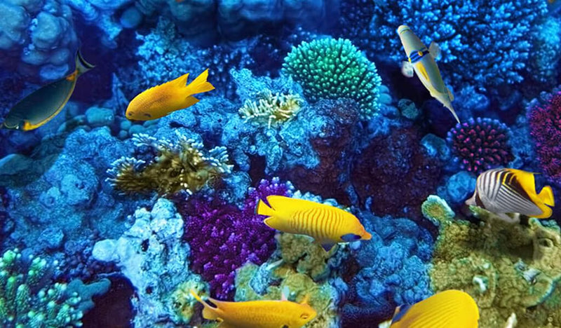 Снорклинг-тур на острове Тиран на лодке в Шарм-эль-Шейхе 