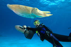 Pige dykker med scuba