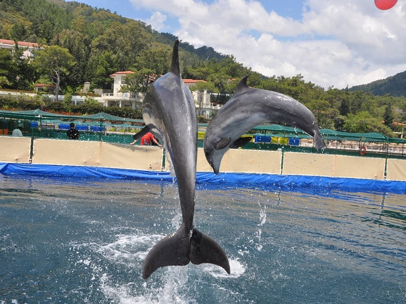 Bilet wstępu na Bodrum Dolphin Show