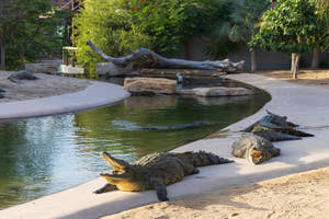 Dubai Crocodile Park, som huser nilkrokodiller.