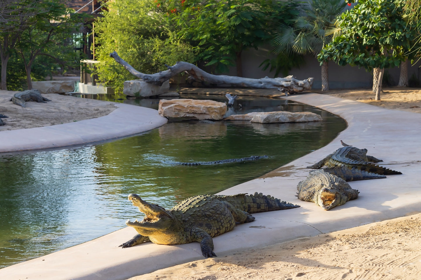 Входной билет в Дубайский парк крокодилов