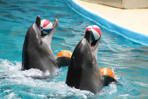 Kemer: Delfin- og søløveshow - Tripventura