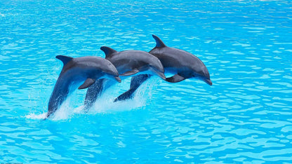 Belek Dolphin & Sea Lions Show - Tripventura