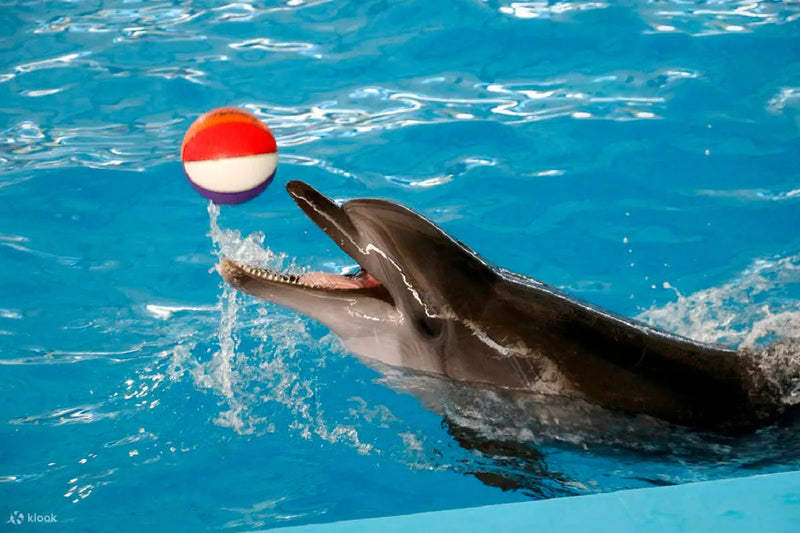Belek Dolphin & Sea Lions Show - Tripventura