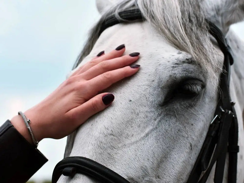 Marmaris Horse Riding Tour - Tripventura