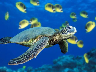 Marmaris Turtle Beach Boat Tour & Mud Bath & Thermal Pool - Tripventura