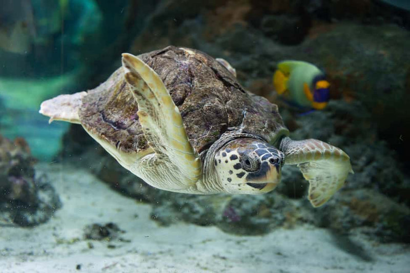 Scuba Diving Adventure in Side