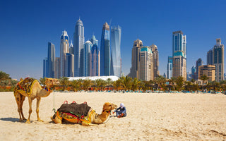 Beach scene with camels in Dubai, United Arab Emirates