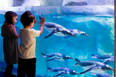 Kids watching penguins swimming