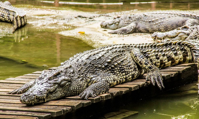 saltwater crocodiles (Crocodylus porosus)
