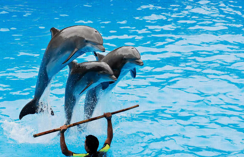 Kemer delfin- og søløveshow med entré og transport