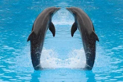 Sharm El Sheikh Dolphin show