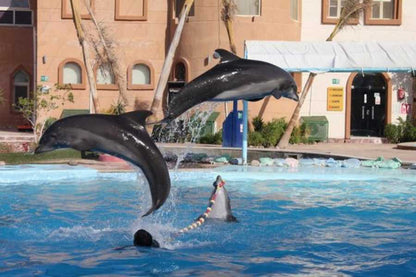 Sharm El Sheikh Dolphin show