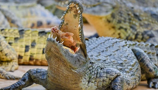 Crocodile eating Meat