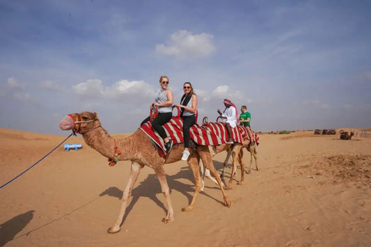 Guests are enjoying camel ride during their desert safari tour