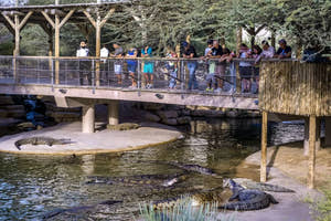 Dubai Crocodile Park