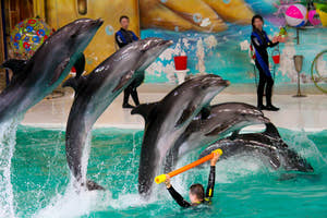 Delfinshow i Dubai