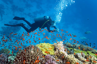 Scuba Diving, Free Roundtrip