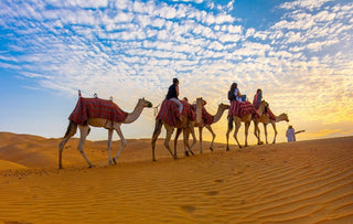 People riding camels