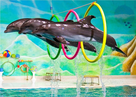 Dubai Dolphin &amp; Seal Gösterisi Düzenli Biletler