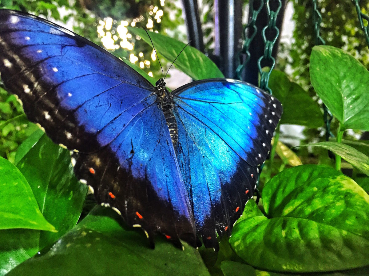 Dubai Combo: Dubai Miracle Garden + Butterfly Garden Tickets - Tripventura
