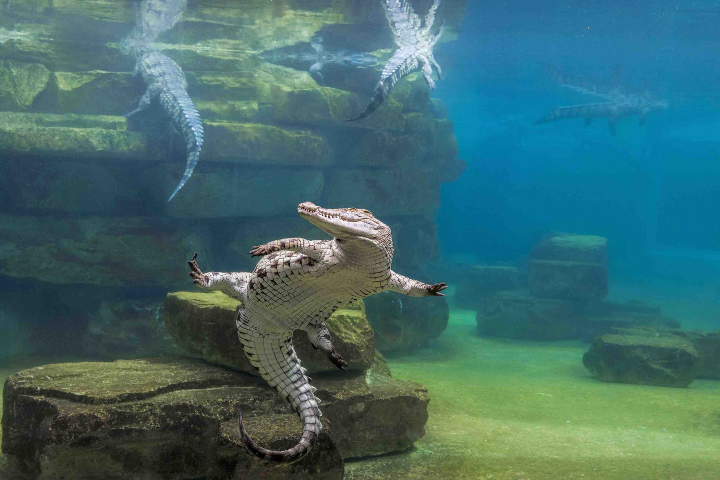 Dubai Crocodile Park Entry Ticket