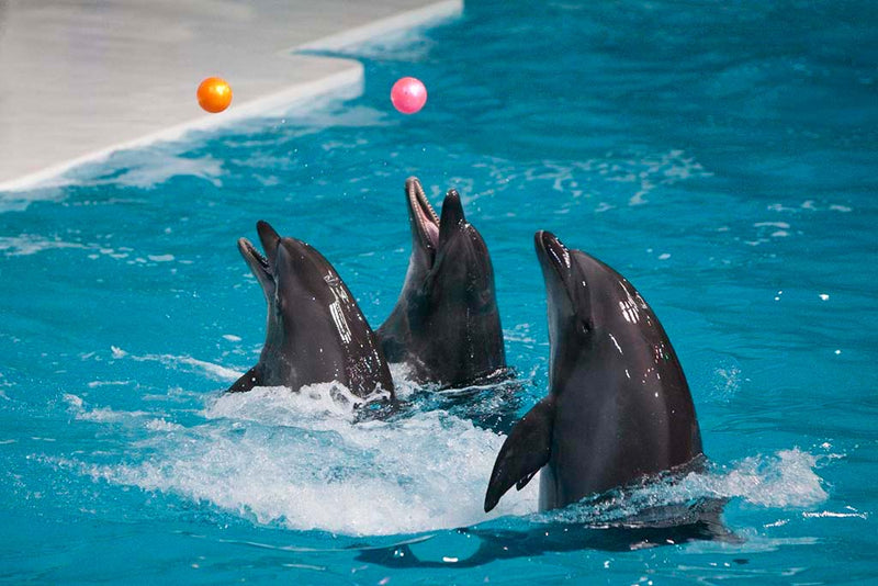 Dolphin & Sea Lions Show with Entrance