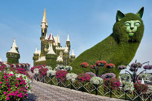 Dubai Miracle Garden, en anerkendt blomsterattraktion i Dubai,
