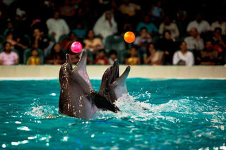 Dubai Dolphinarium'da bir gösteri sırasında numaralar sergileyen yunuslar