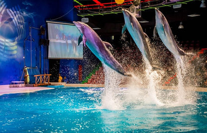 Обычные билеты на шоу дельфинов и тюленей в Дубае