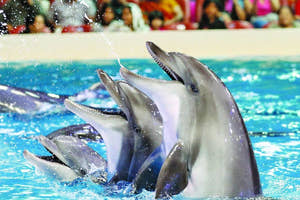 Delfinshow