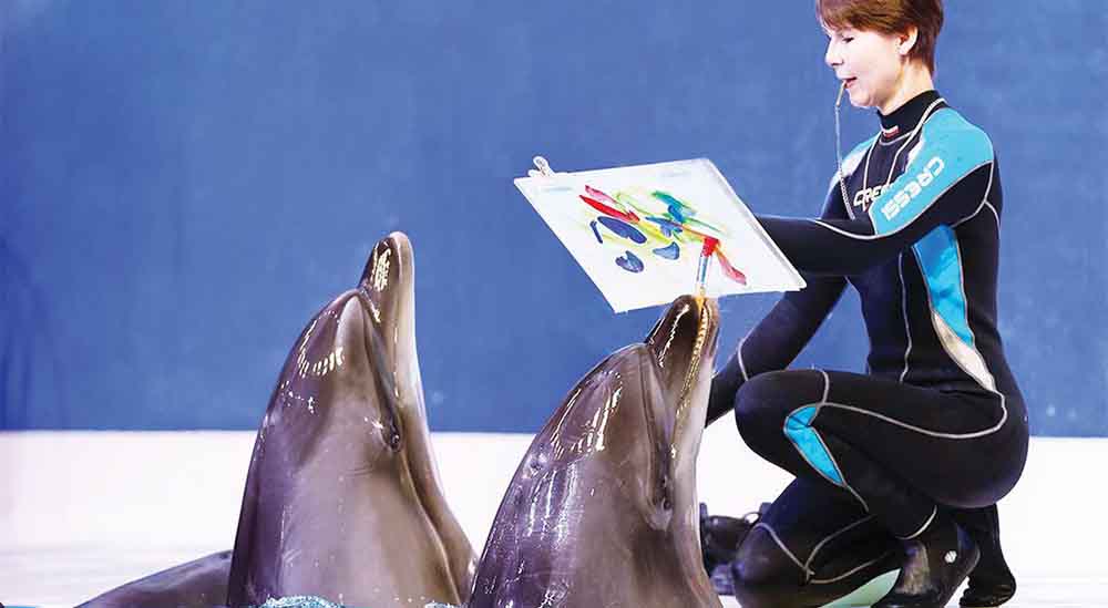 Обычные билеты на шоу дельфинов и тюленей в Дубае