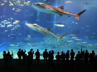 People observing whale sharks