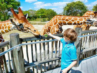 Kids feeding leaves to a giraffe 