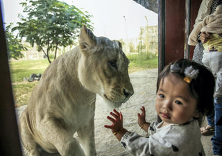 Lion behind a see through mirror