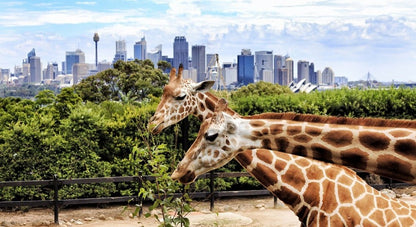 Dubai Safari Parkı Biletleri