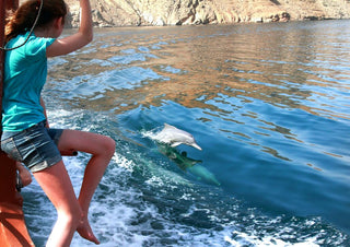 Dolphin swiming at Khasab 