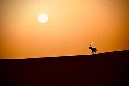 Dubai Platinum Desert Safari in Land Rover Defender with Camel Riding, 6-Course Dinner, Shisha & Entertainment